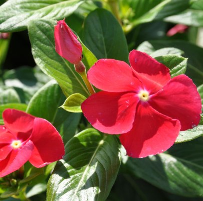 Vinca Red