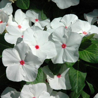 Vinca White Plant