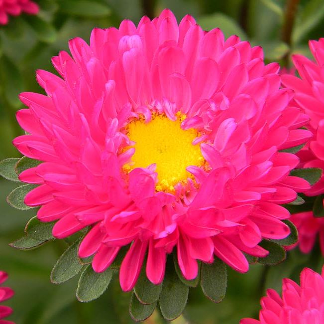 Aster Pink