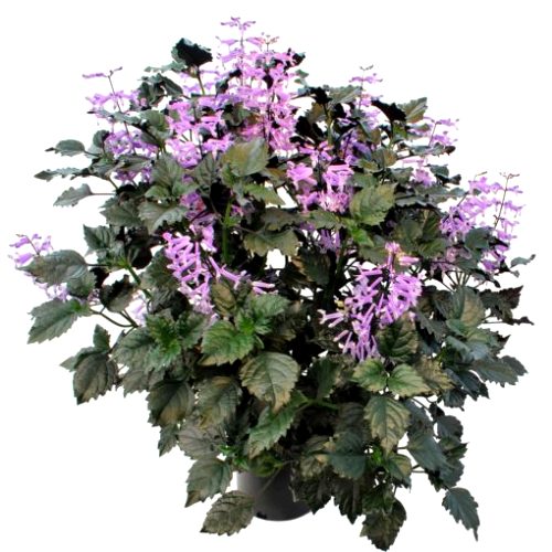 Plectranthus Velvet Elvis Plant