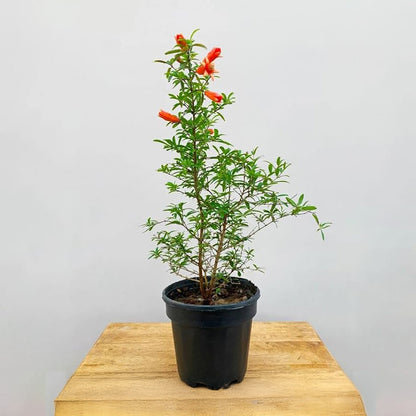 Pomegranate - Anar Fruit Plant | High Yield Variety