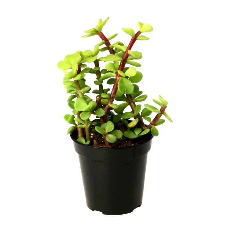 Jade Plant - Elephant Bush Plant, Portulacaria Afra Green, Lucky Plant