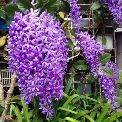 Sandpaper vine flower Plant | 2–3 feet tall | Petrea Volubilis | Purple Wreath