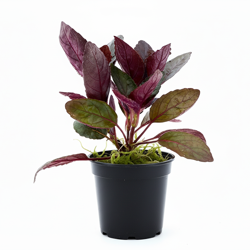 Hemigraphis Colorata | Purple Waffle plant
