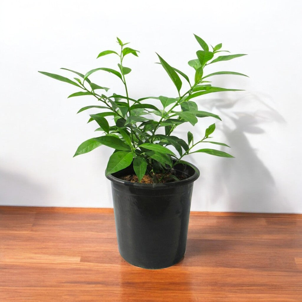 Raat Rani Plant - Night Blooming Jasmine
