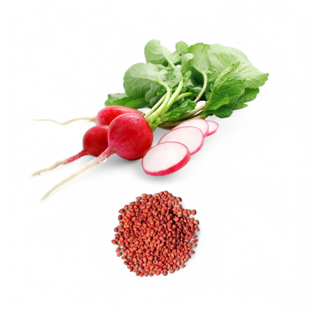 Radish Red Imported Globe seeds
