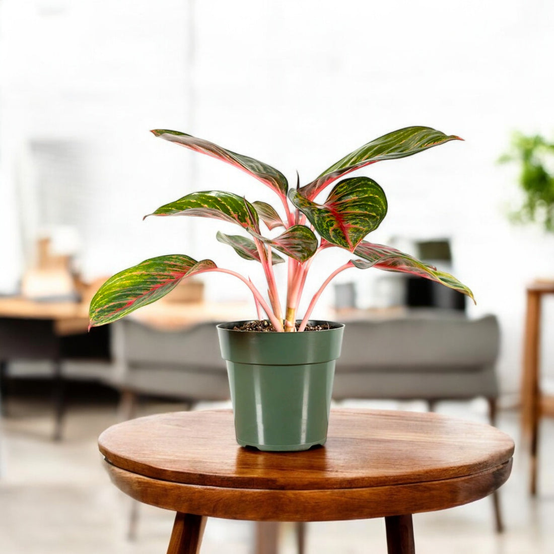 Aglaonema Red Emerald Plant - Chinese Evergreen