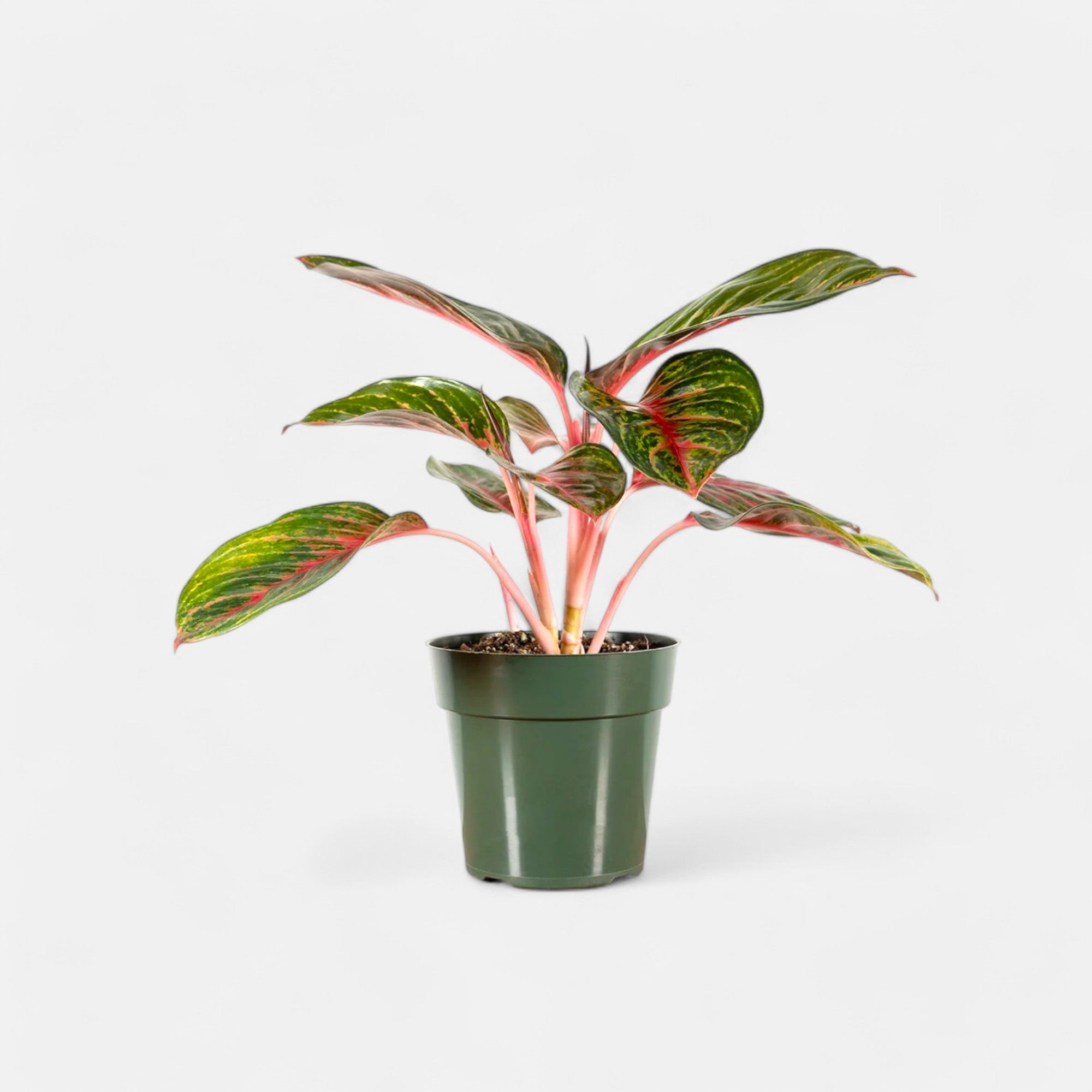 Aglaonema Red Emerald Plant - Chinese Evergreen