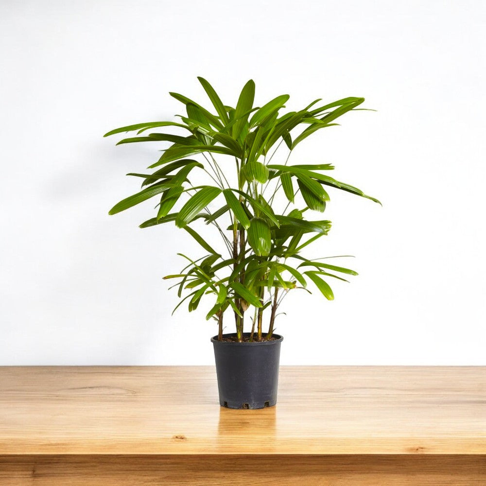 Rhapis Palm - Lady Palm Plant