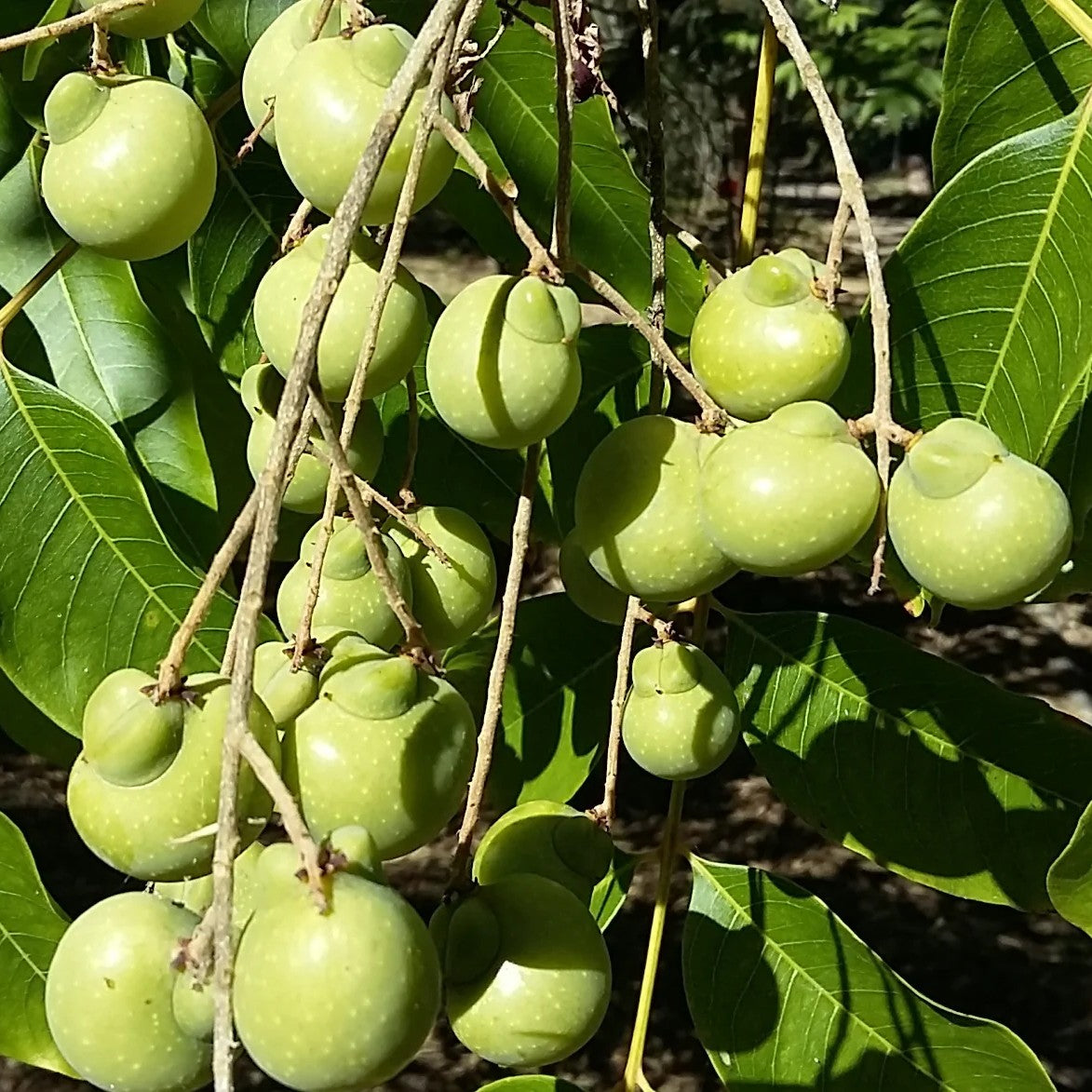 Ritha Plant - Soap Nut Tree, Wash Nut, Indian Soapberry