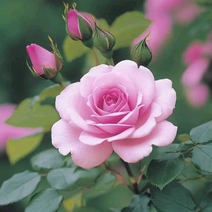 Rose Baby Pink Plant in 6&