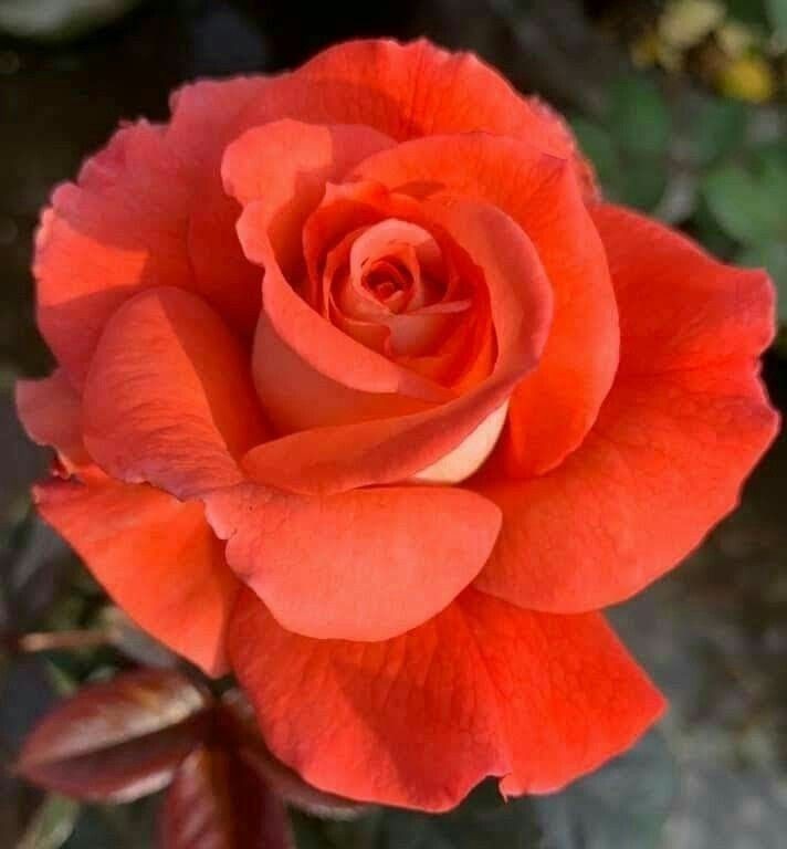 Rose Orange Plant in 6&