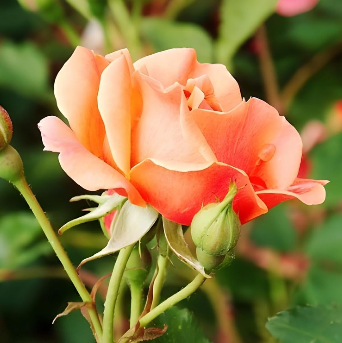 Rose Peach Plant in 6&