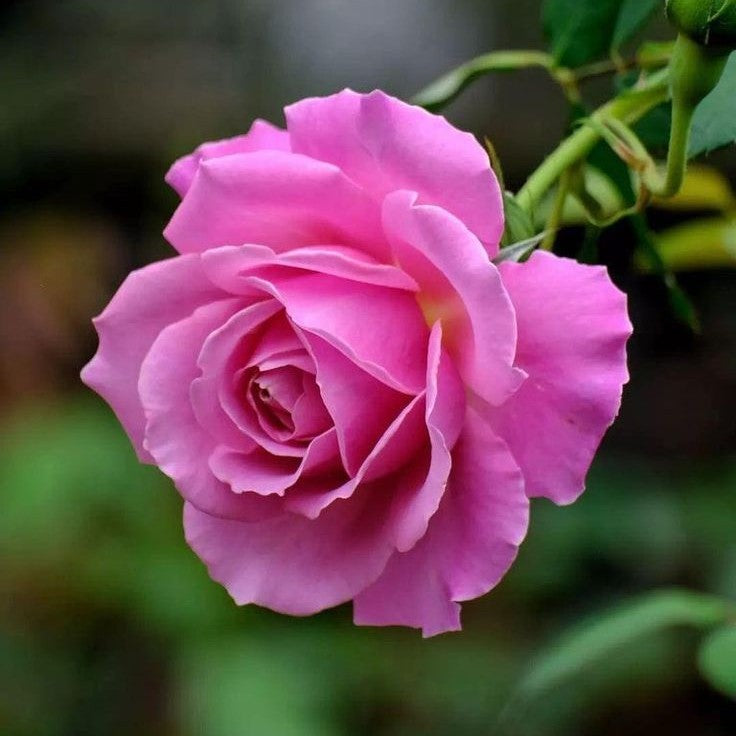 Rose Pink Plant in 6&