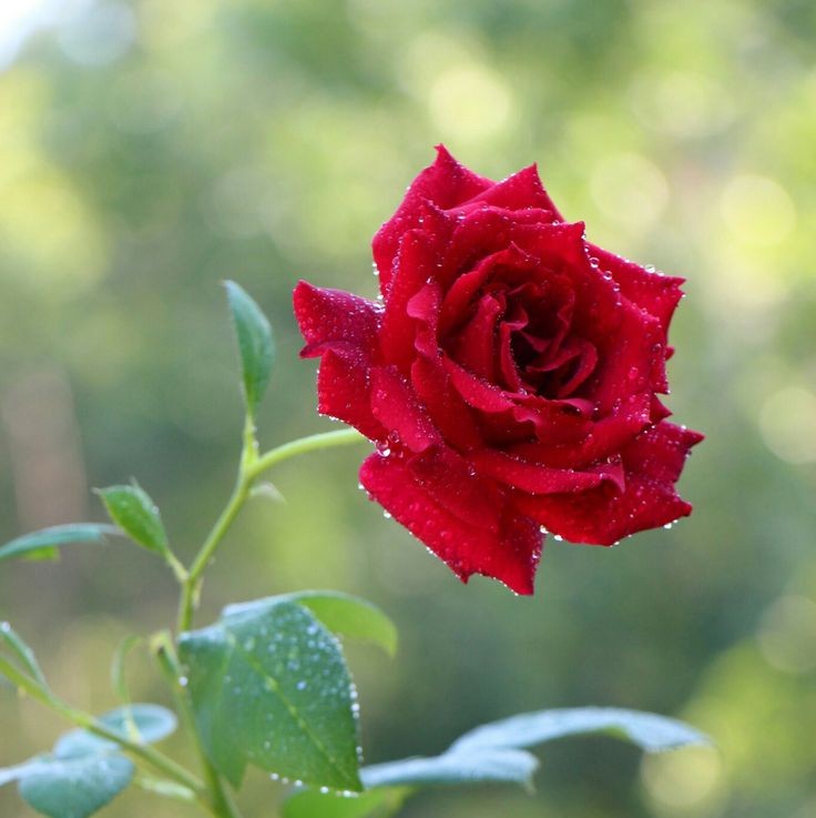 Rose Red Plant in 6&