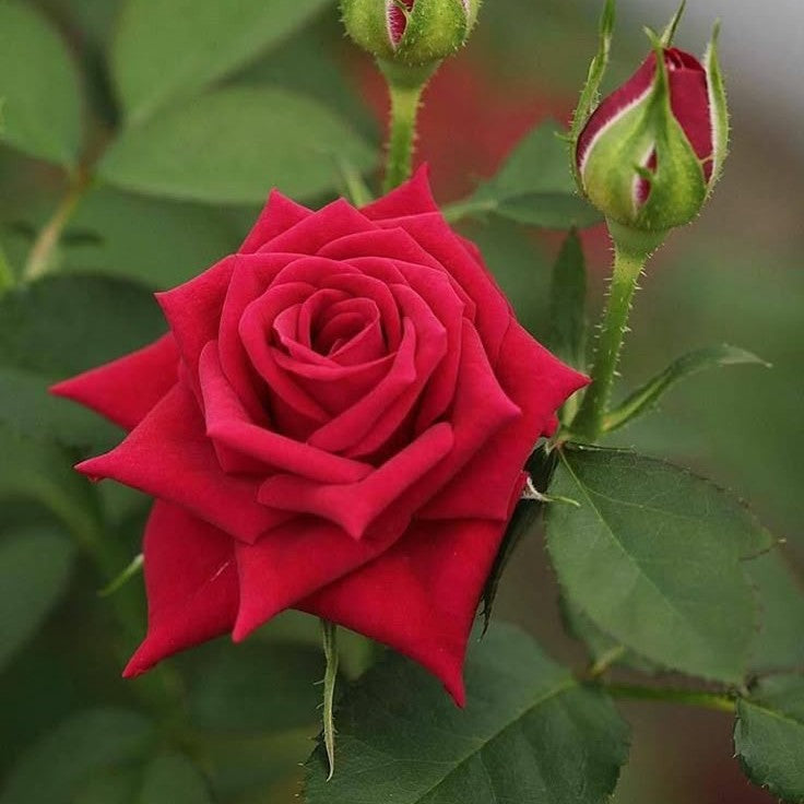 Rose Red Plant in 6&