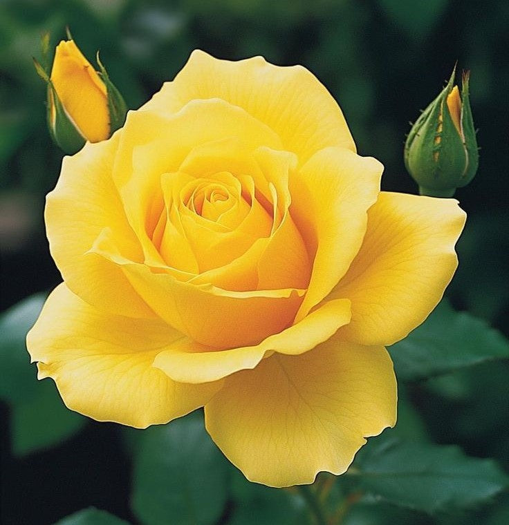 Rose Yellow Plant in 6&