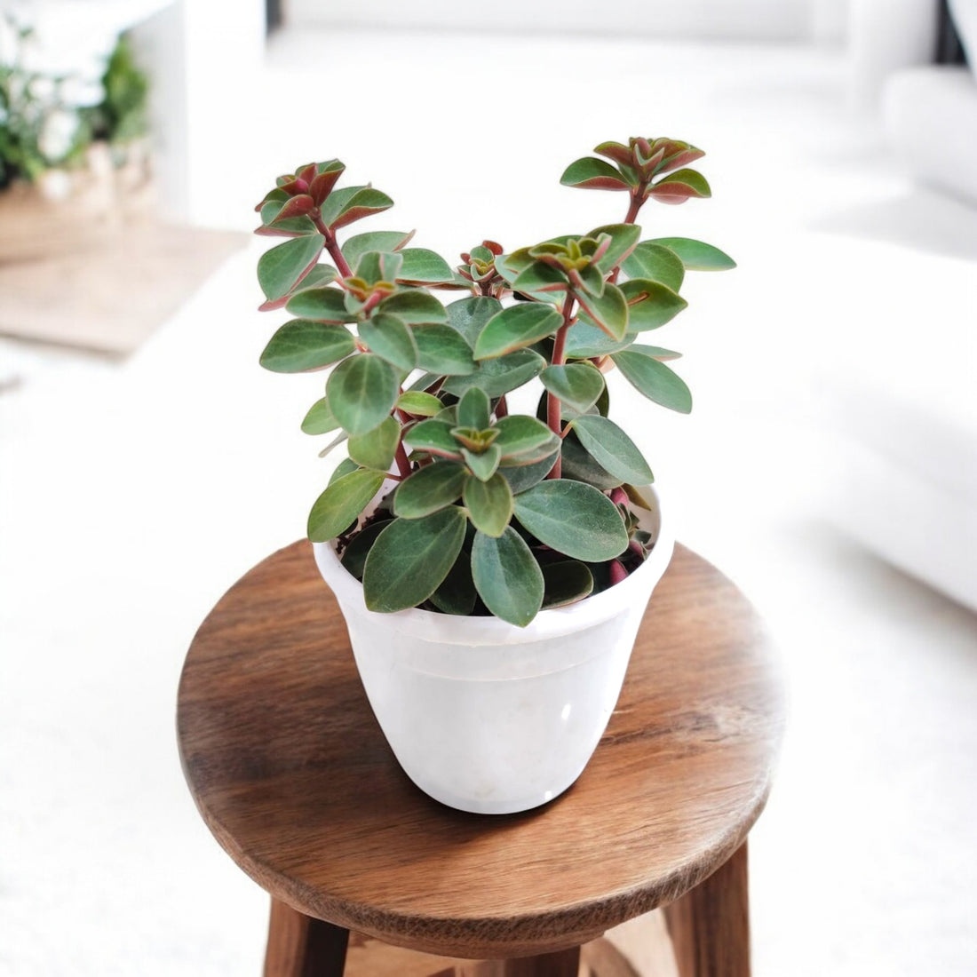 Peperomia Rubella Succulent Plant