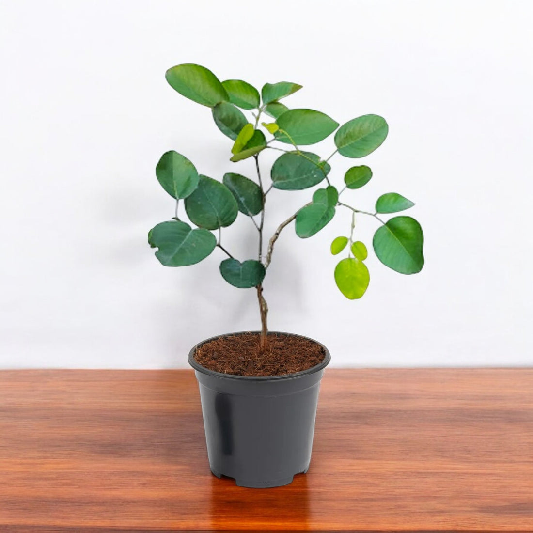 Sandalwood Red Plant - Lal Chandan, Rakt Chandan