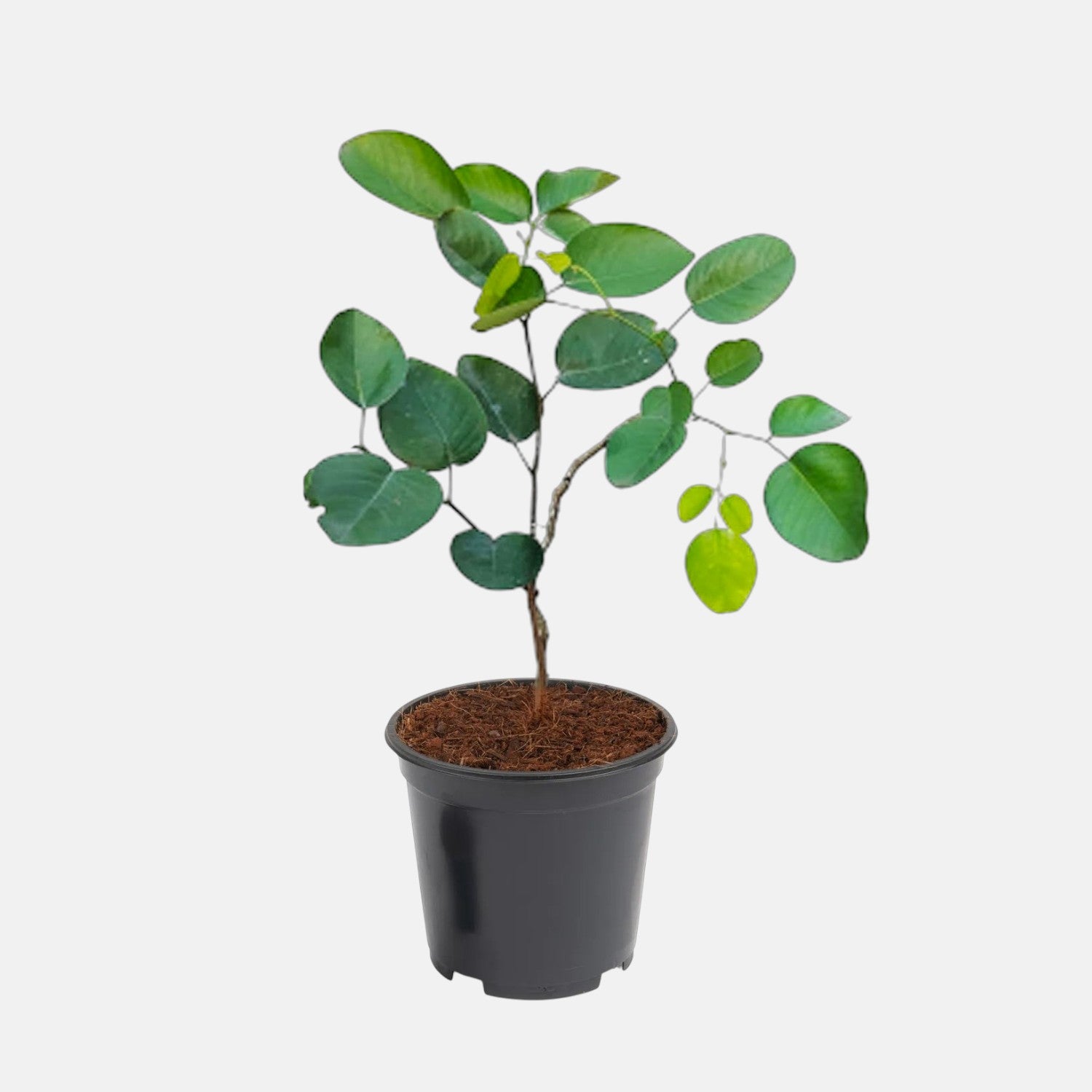 Sandalwood Red Plant - Lal Chandan, Rakt Chandan