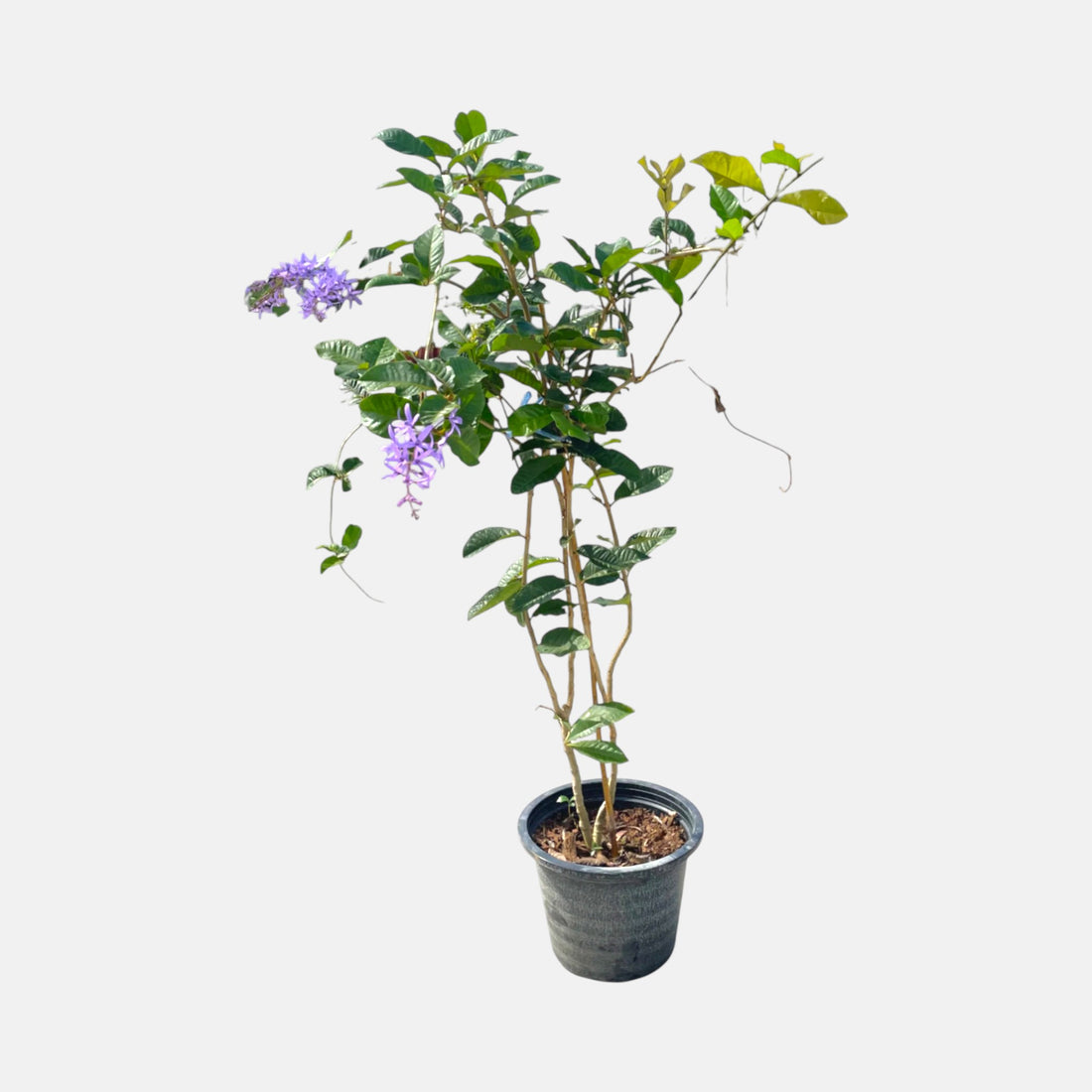 Sandpaper vine flower Plant | 2–3 feet tall | Petrea Volubilis | Purple Wreath