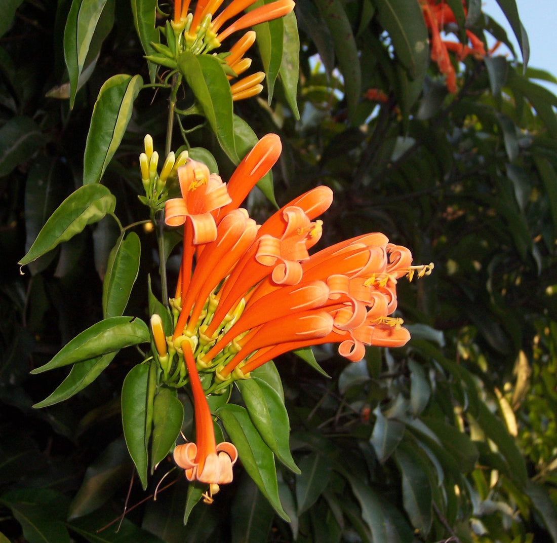 Sankrant Vel Plant - Flame Vine