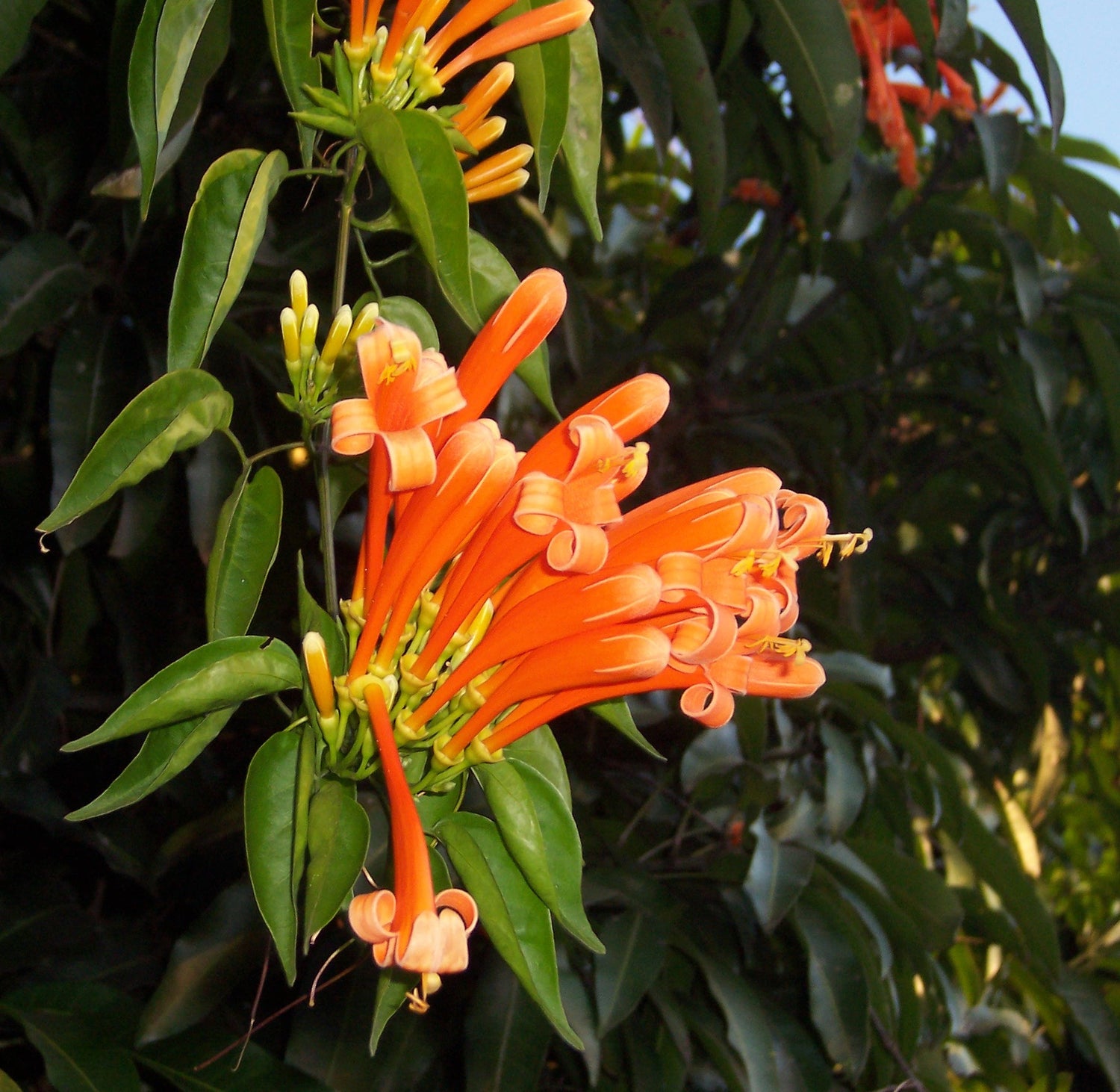Sankrant Vel Plant - Flame Vine
