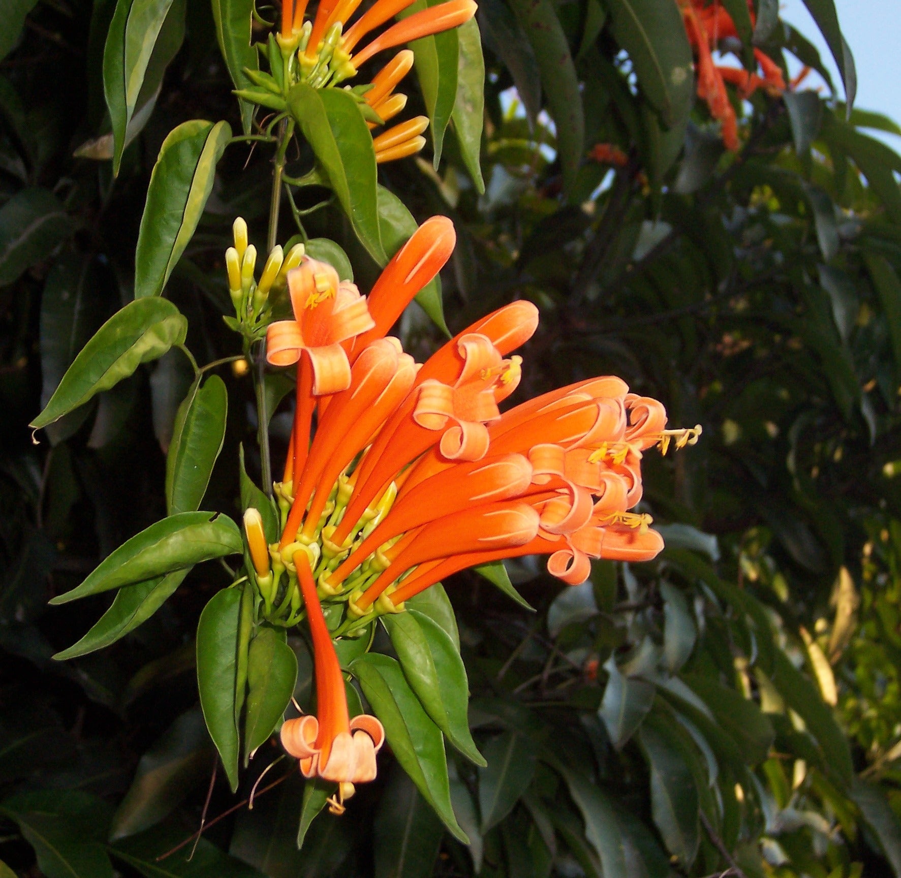 Sankrant Vel Plant - Flame Vine