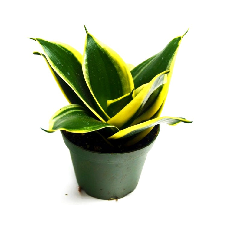 Sansevieria Trifasciata Small, Snake Plant - Mother in Law Tongue Plant