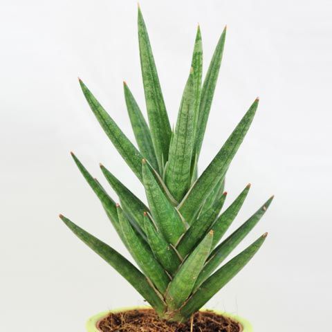 Sansevieria Francisii, Snake Plant - Mother in Law Tongue Plant