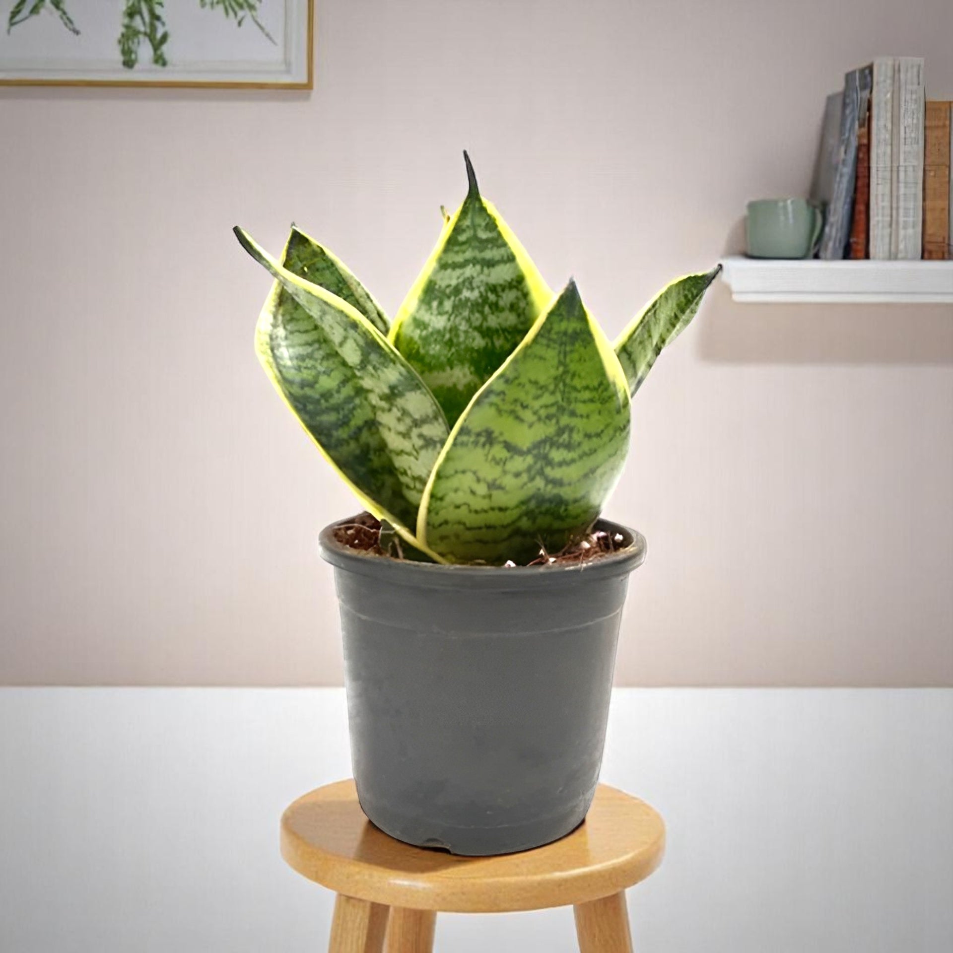 Buy Sansevieria Compacta Dwarf