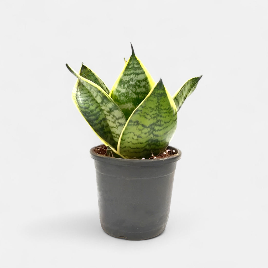 Sansevieria Compacta Dwarf - Snake Plant