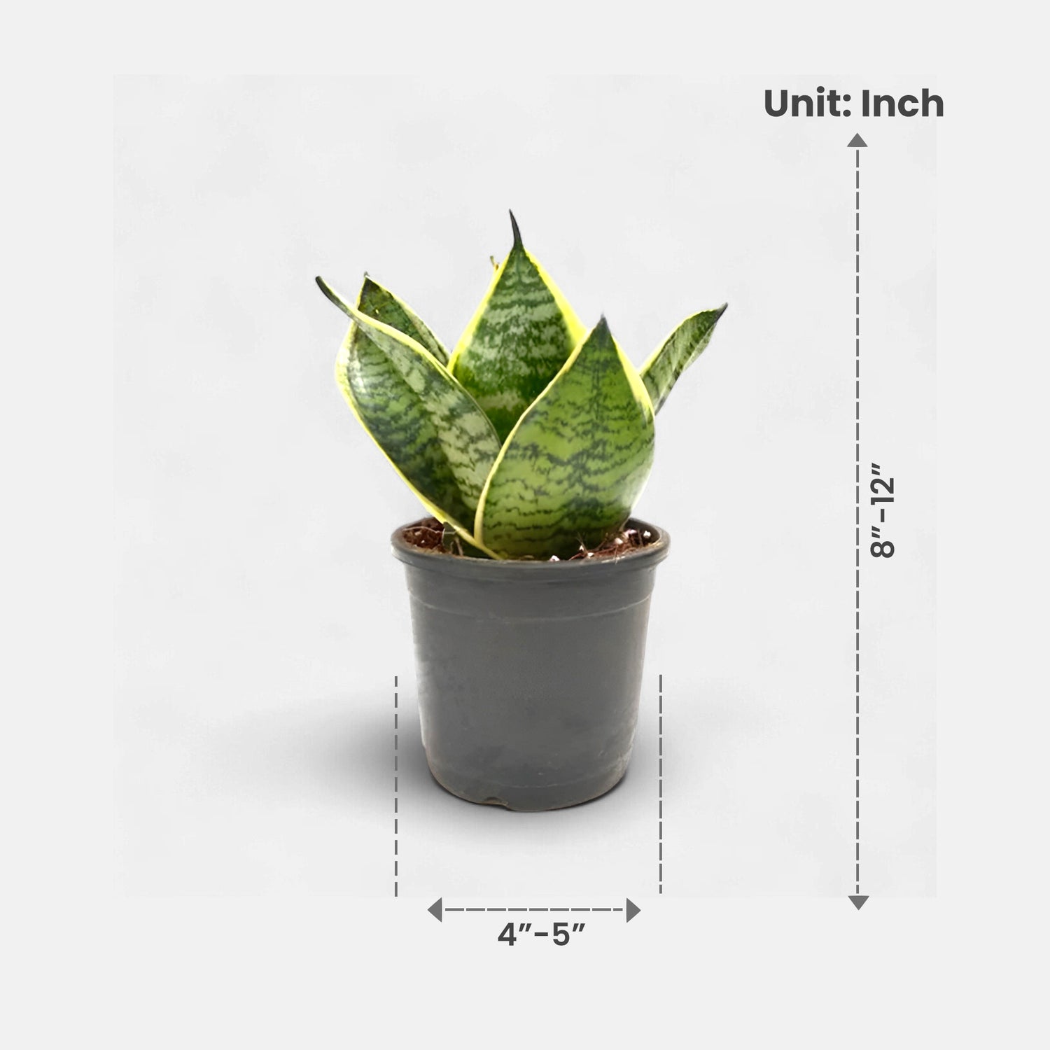 4 inch snake plant Buy Sansevieria Compacta Dwarf