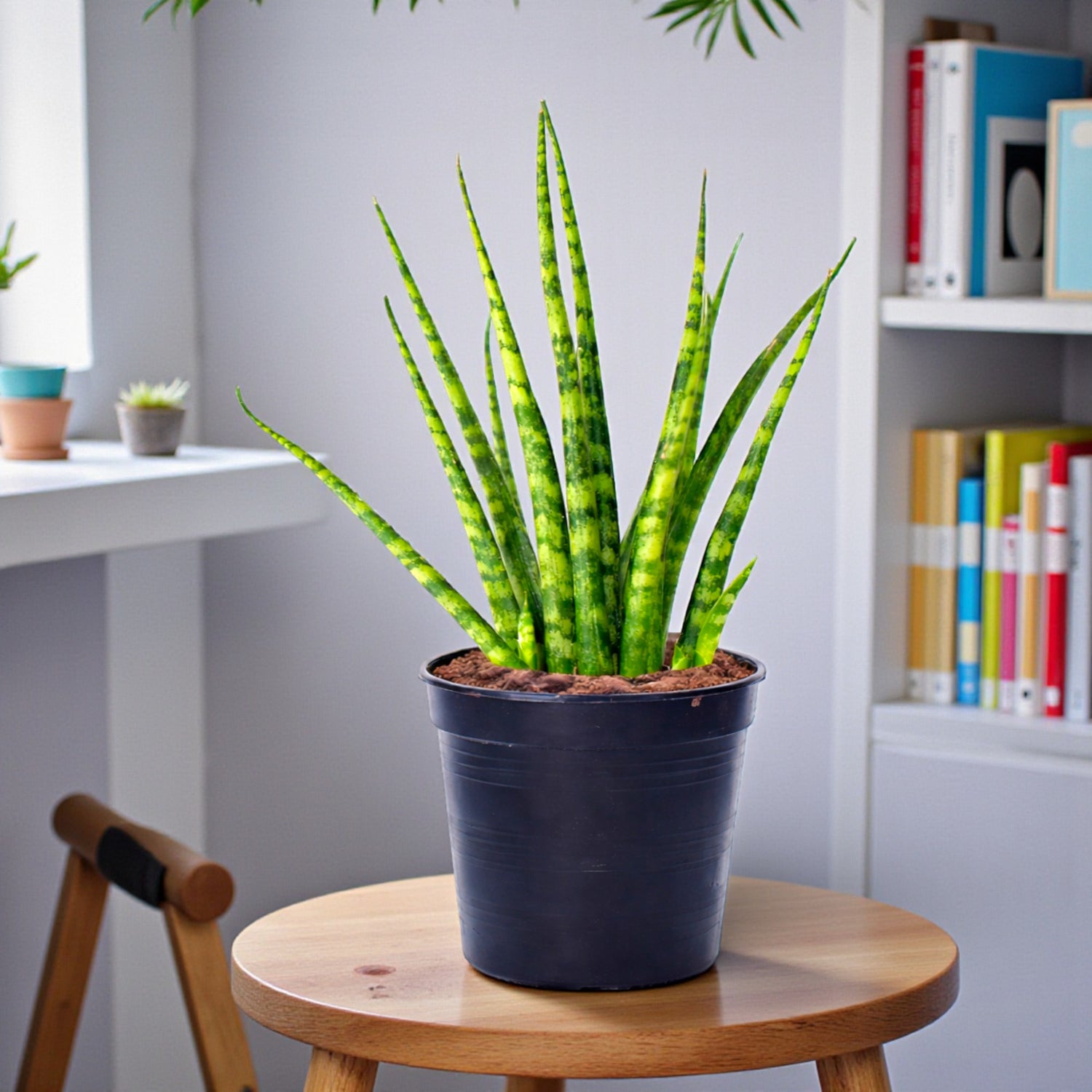 sansevieria cylindrica air filter Buy Sansevieria Cylindrica Snake Tail Plant online at best price