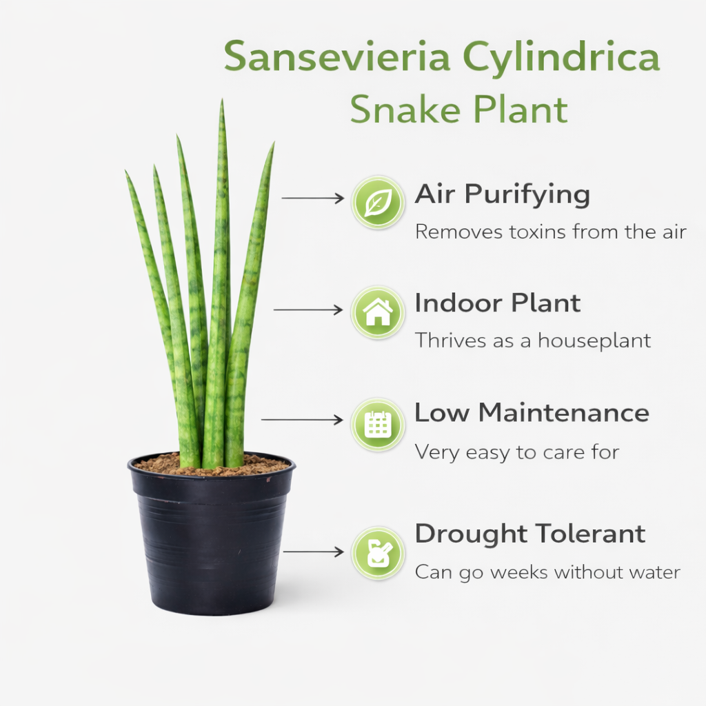 Sansevieria Cylindrica Snake Tail Plant