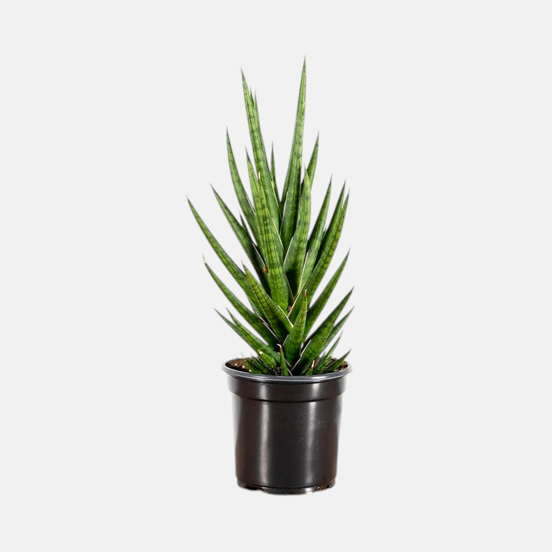 Sansevieria Francisii - Snake Plant