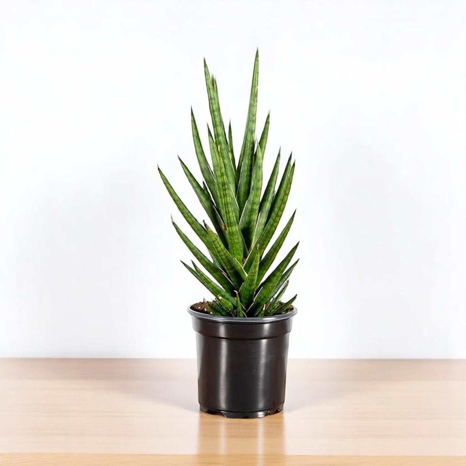 francisii snake plant Buy Sansevieria Francisii, Snake Plant online at best price