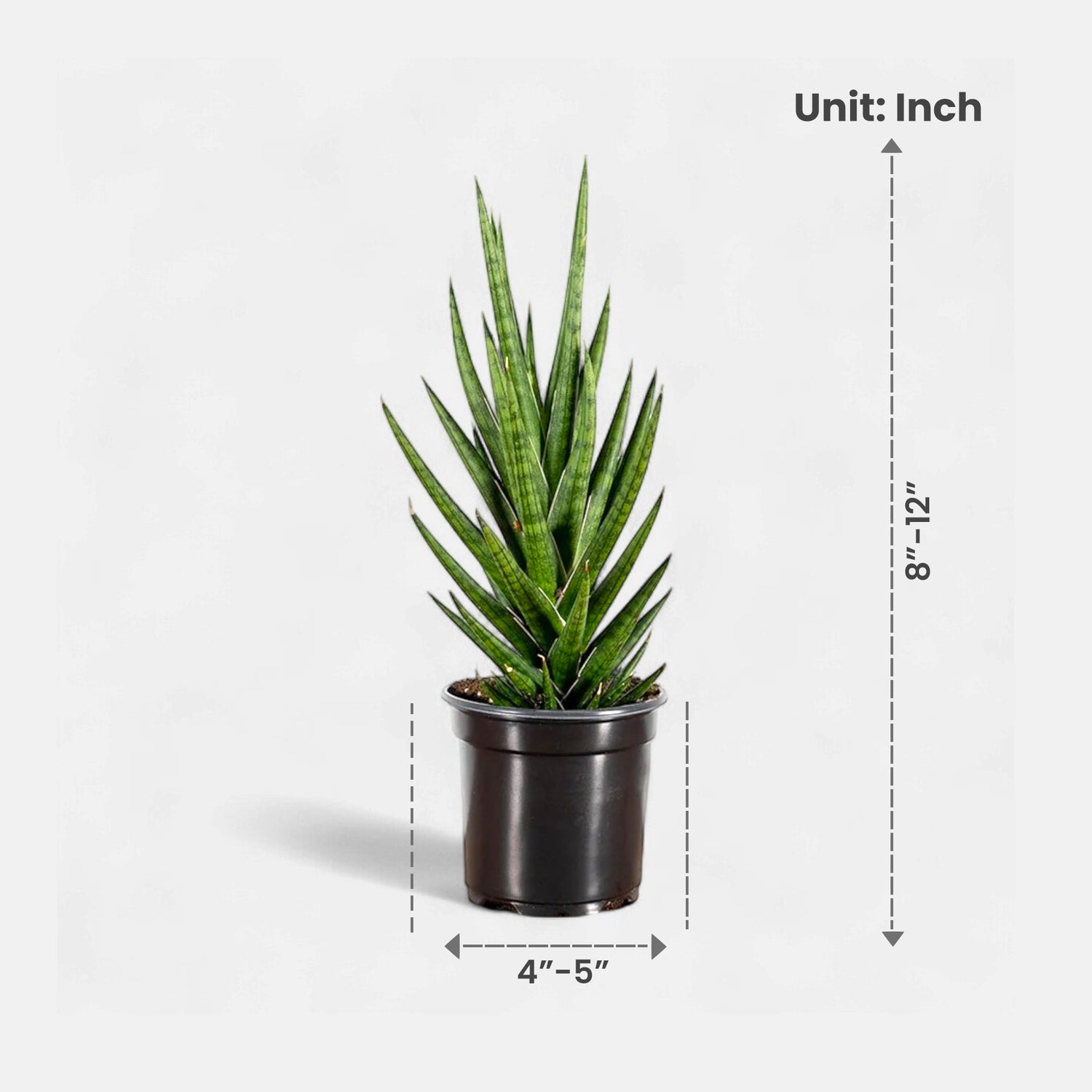 sansevieria francisii care Buy Sansevieria Francisii, Snake Plant online at best price