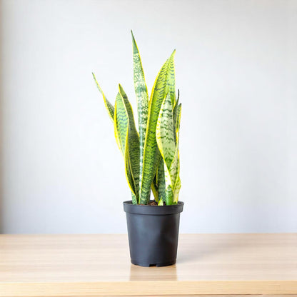 Black Gold Snake Plant