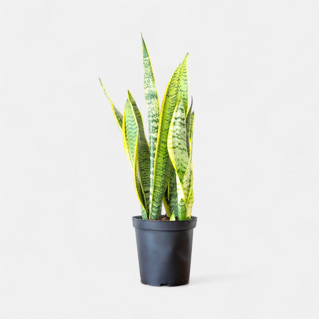 Sansevieria Golden Long - Snake Plant
