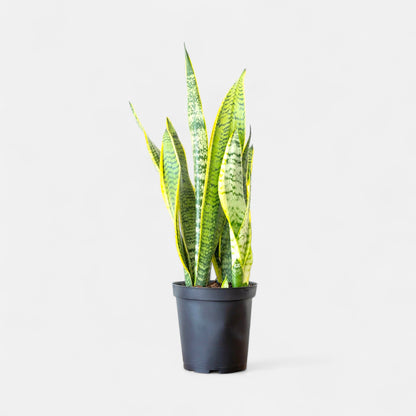 snake plant price in india Buy Sansevieria Golden, Snake Plant online at best price