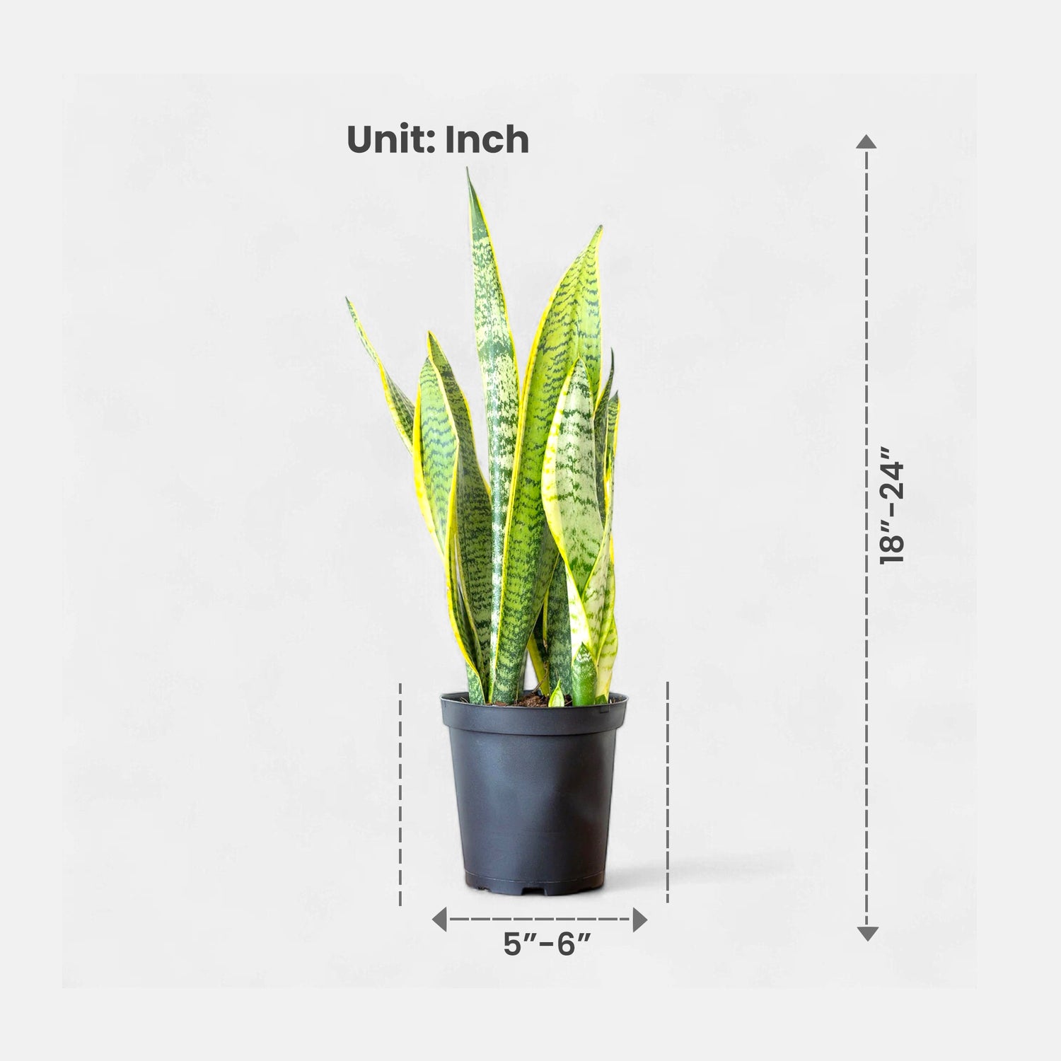 Sansevieria Golden Long - Snake Plant