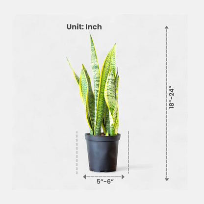 Sansevieria Golden Long - Snake Plant