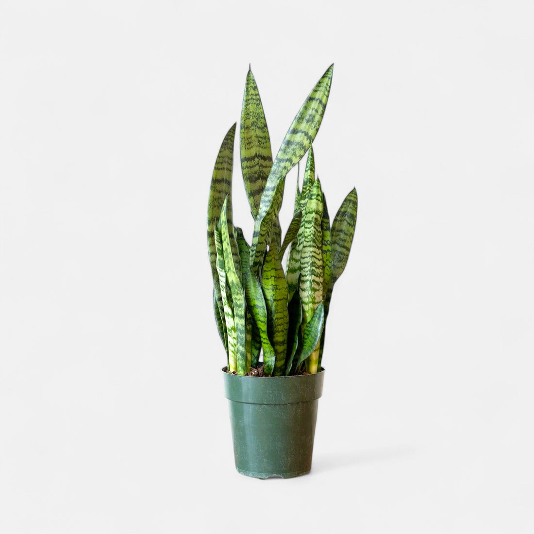 Sansevieria Green Long - Snake Plant