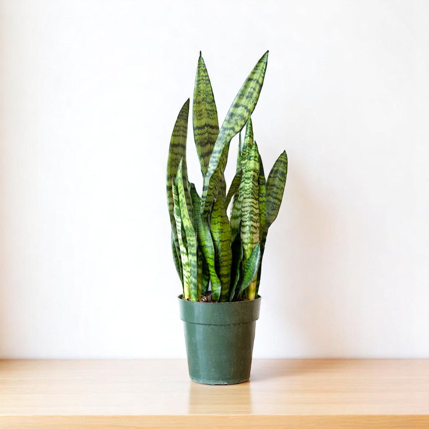 Sansevieria Green Long - Snake Plant