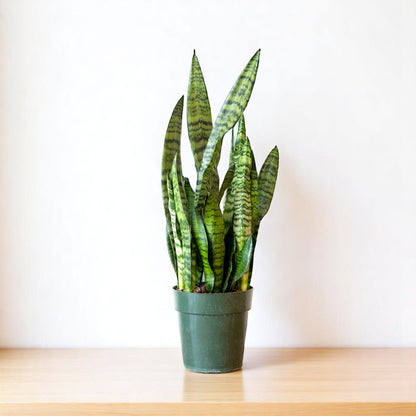 Sansevieria Green Long - Snake Plant