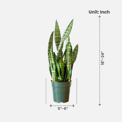 Sansevieria Green Long - Snake Plant