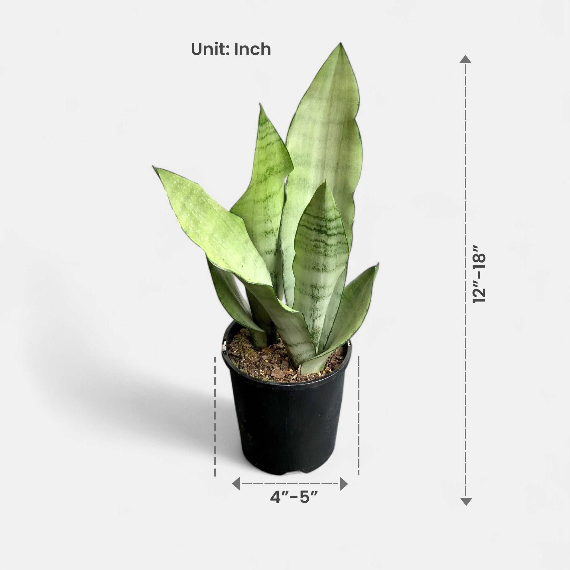 Sansevieria Moonshine - Snake Plant