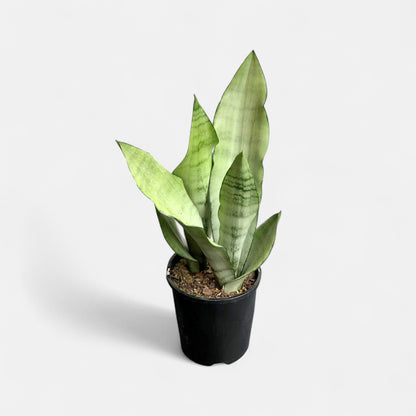 Sansevieria Moonshine - Snake Plant
