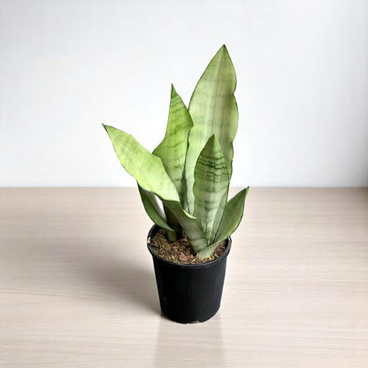 Sansevieria Moonshine - Snake Plant